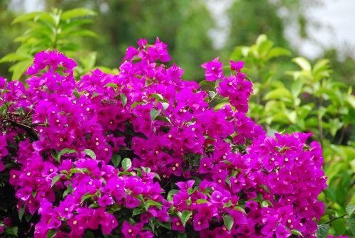 宜良县花——三角梅