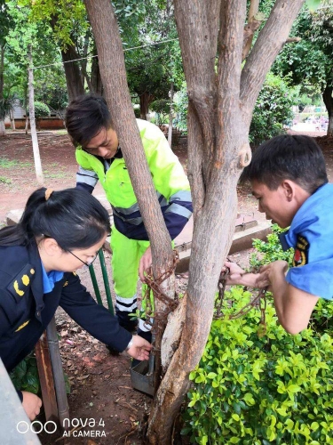 绿萝铁链 绿萝铁链