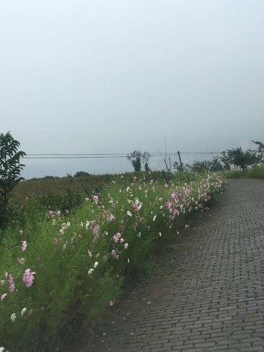 格桑花