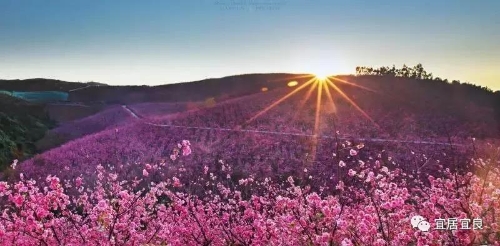 樱花谷