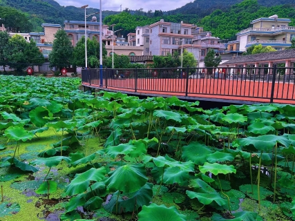 马家冲社区荷花池