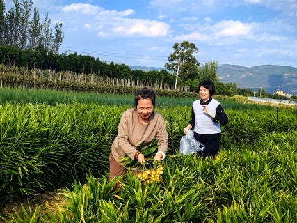 生姜风险抽样照片
