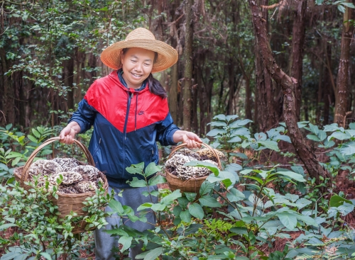 拾干巴菌