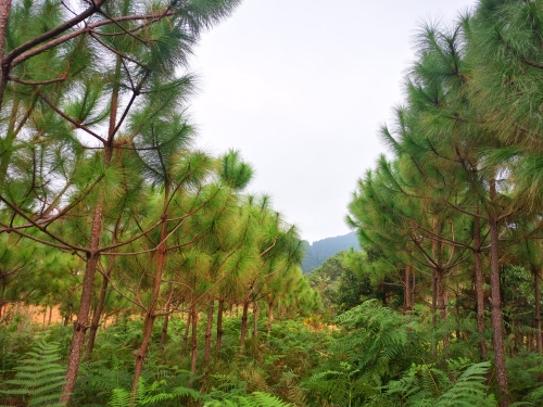 非均匀密度造林图片1