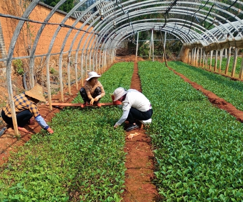 苗圃基地拔除杂草